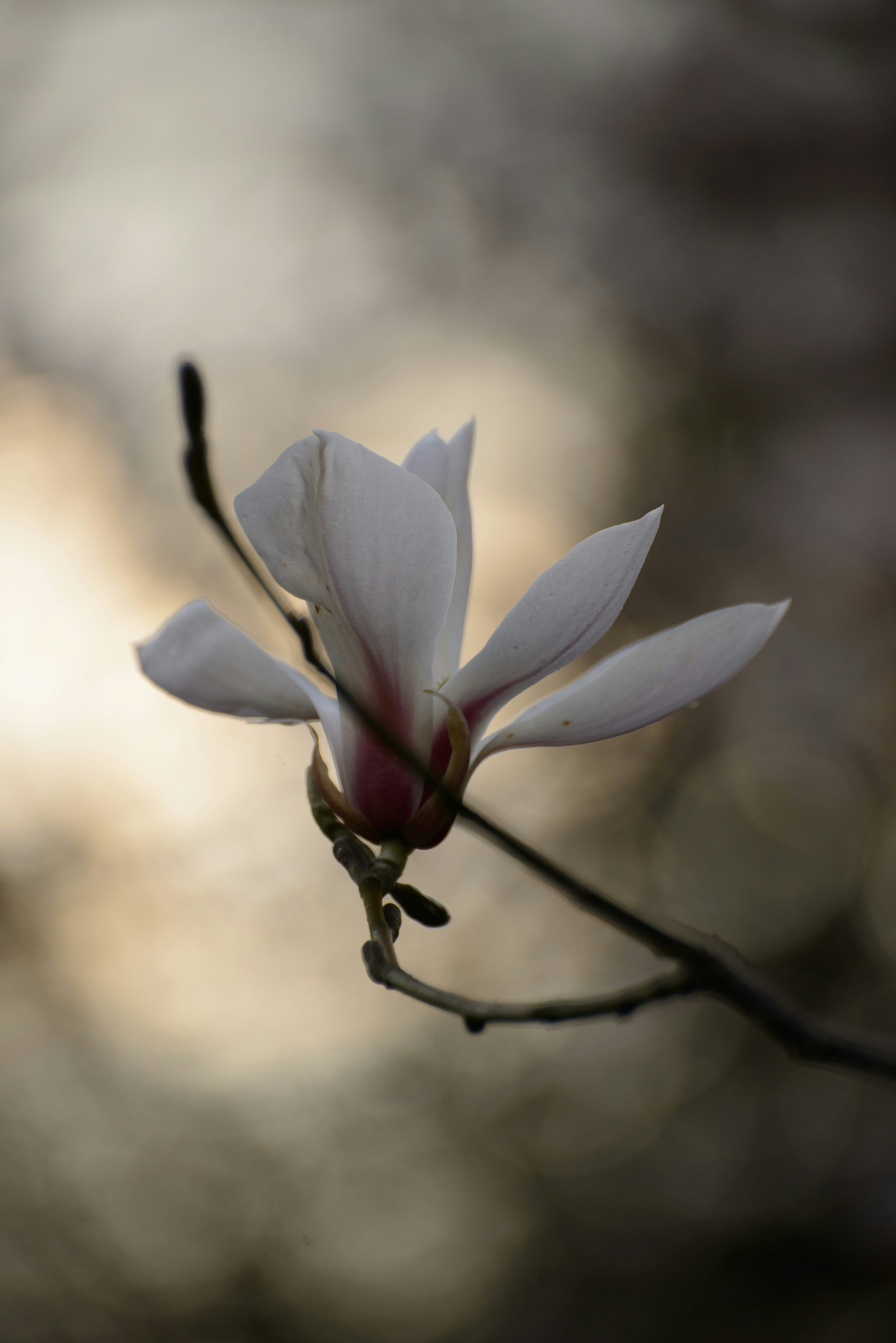 magnolias