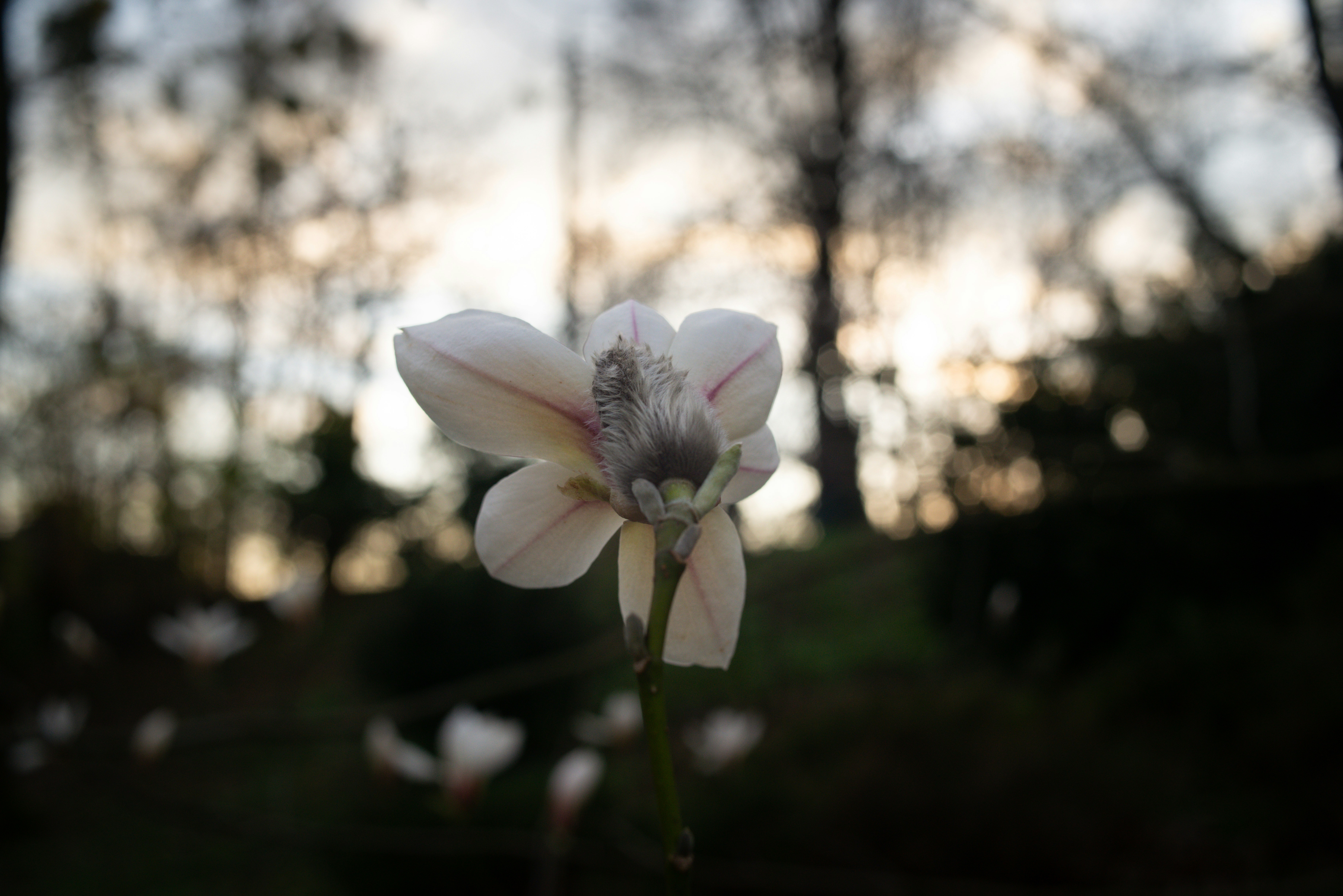 Choose from a curated selection of tree photos. Always free on Unsplash.