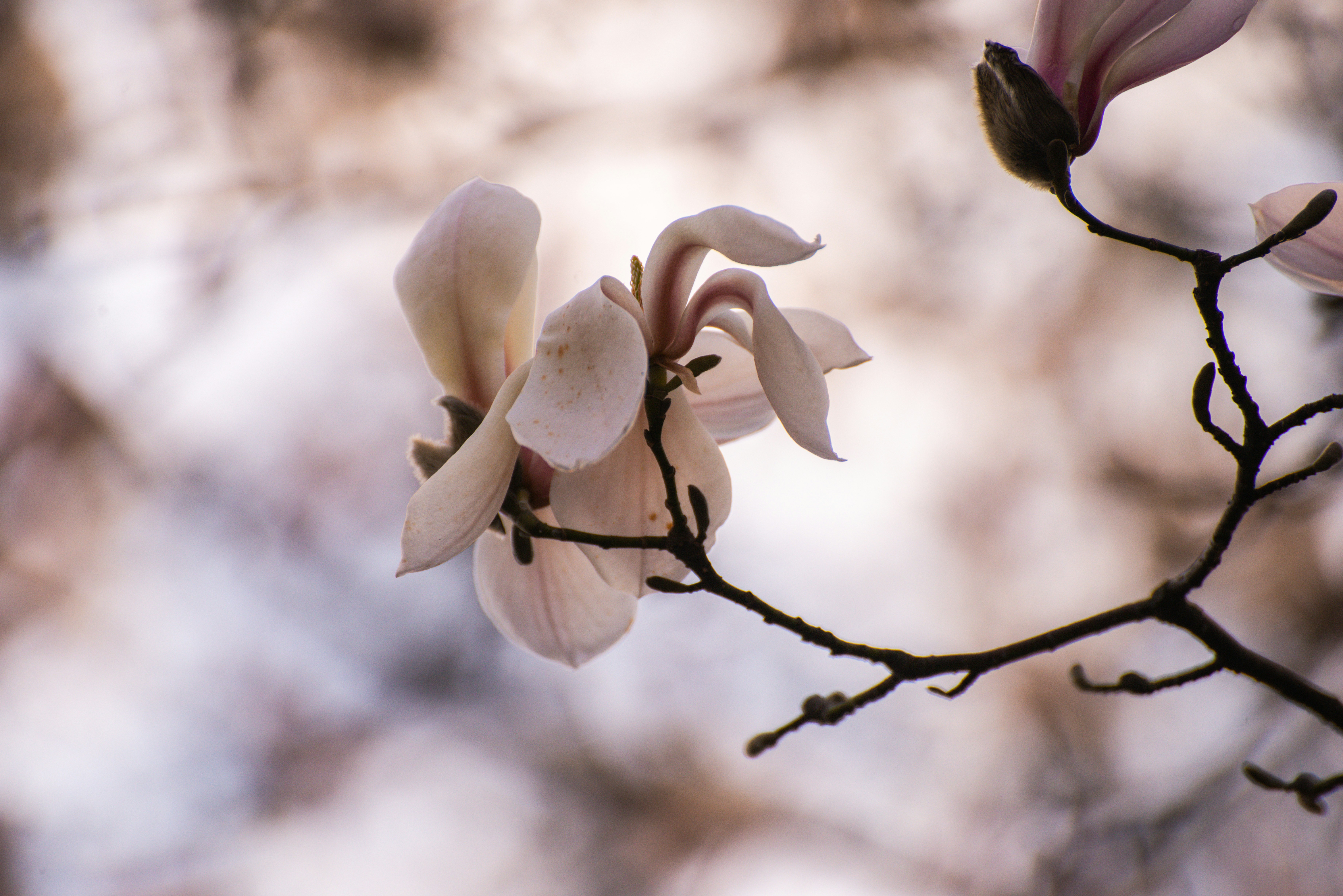 Choose from a curated selection of spring photos. Always free on Unsplash.
