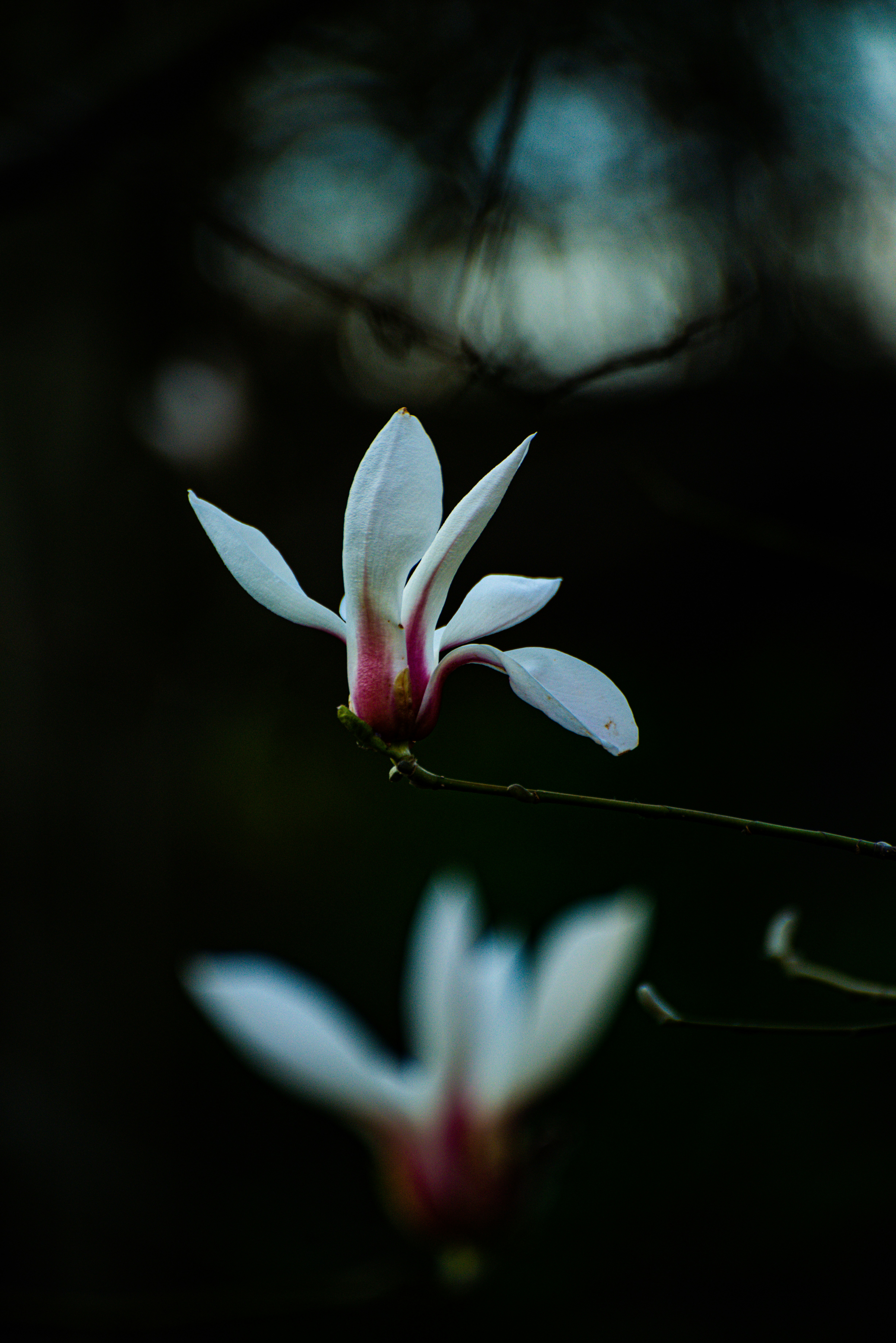Choose from a curated selection of flower photos. Always free on Unsplash.