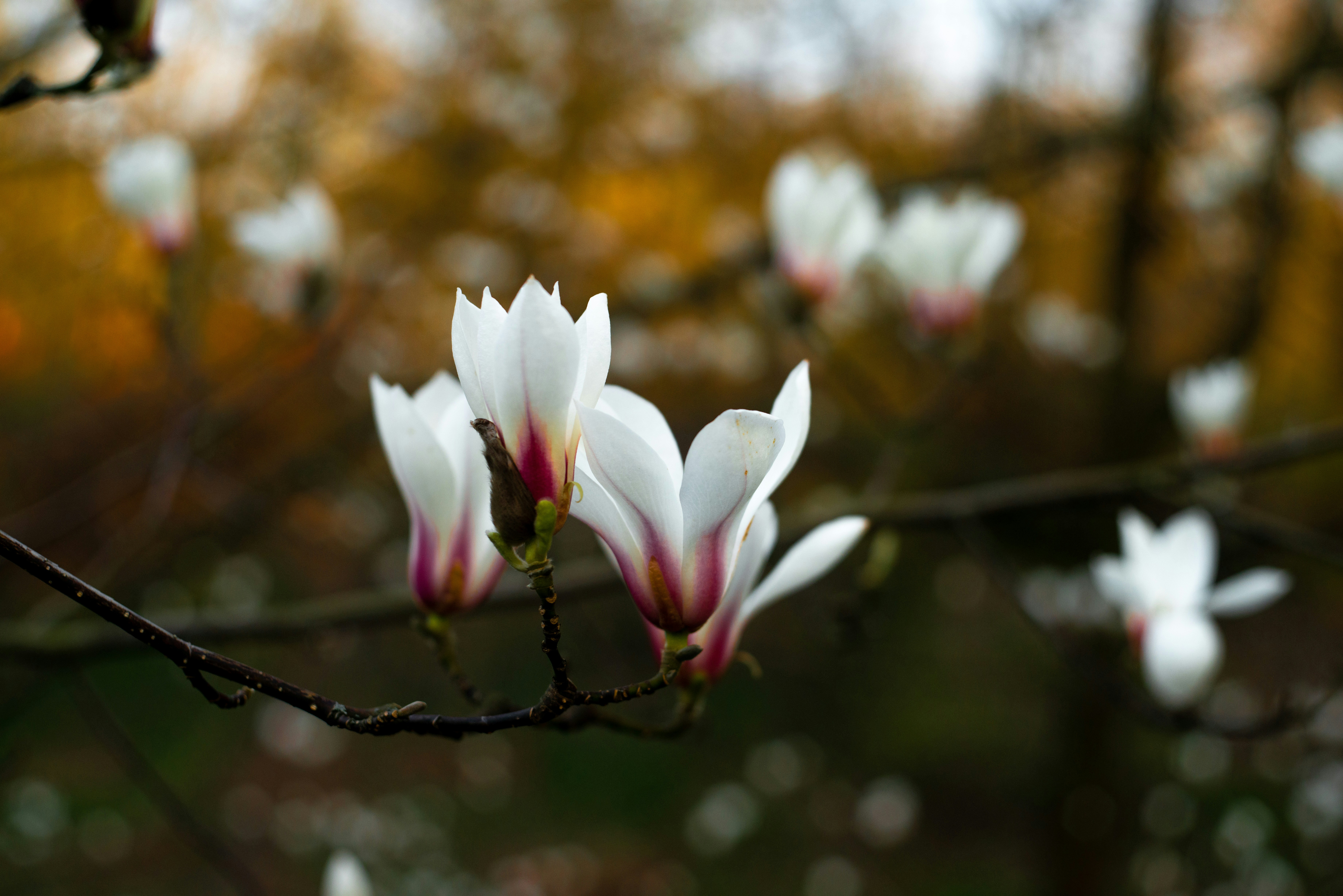Choose from a curated selection of spring photos. Always free on Unsplash.