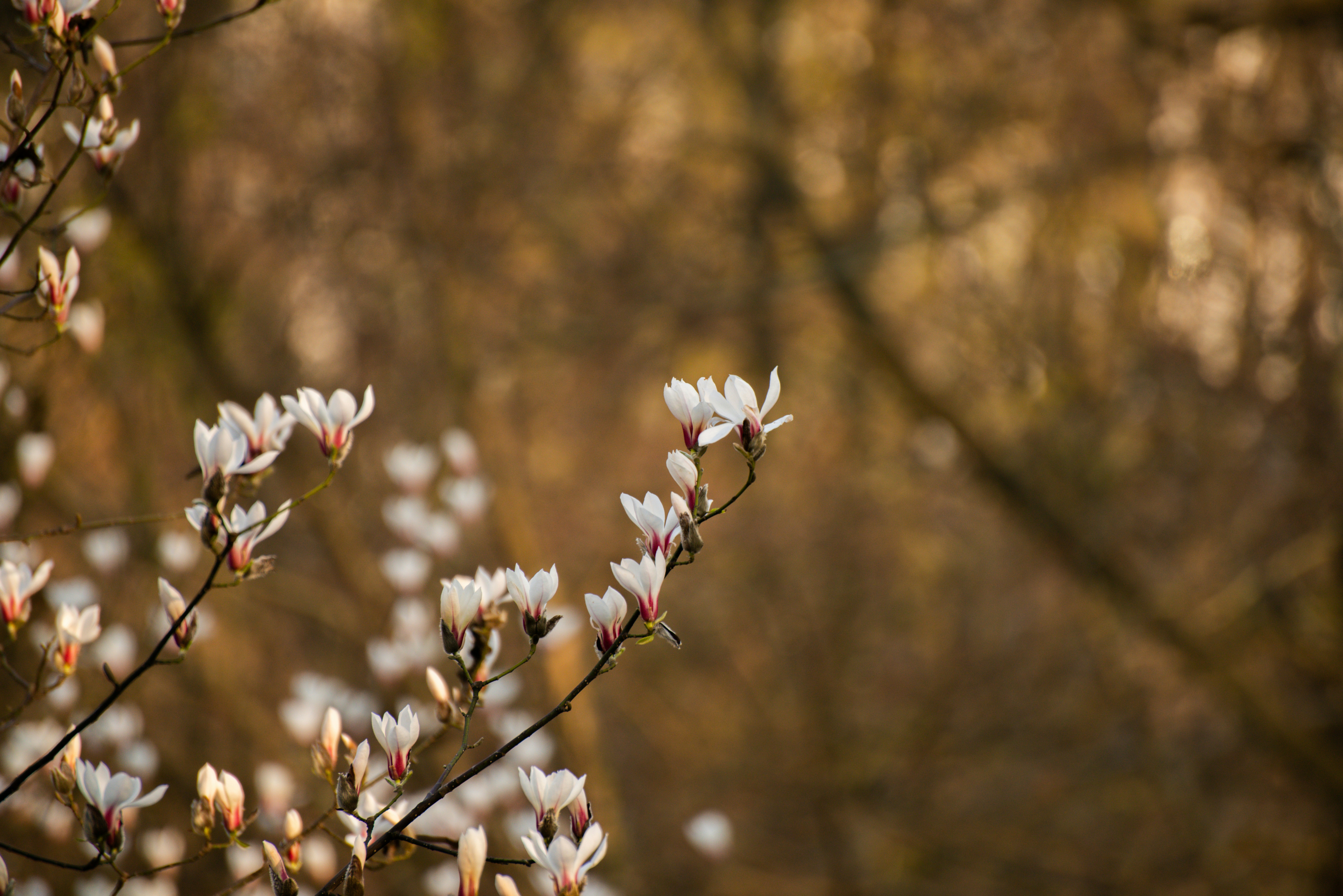 Choose from a curated selection of cherry blossom wallpapers for your mobile and desktop screens. Always free on Unsplash.