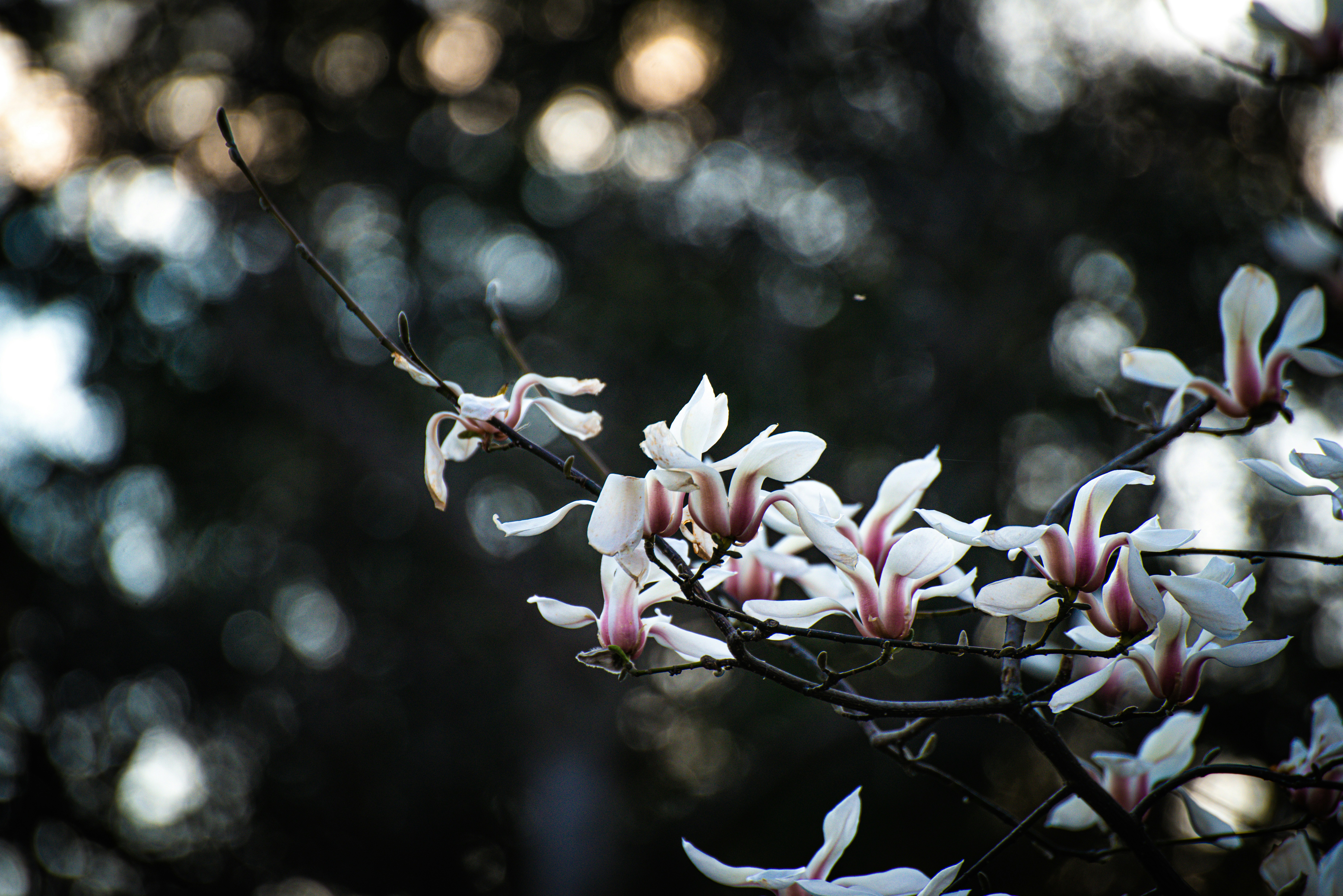 Choose from a curated selection of flower photos. Always free on Unsplash.