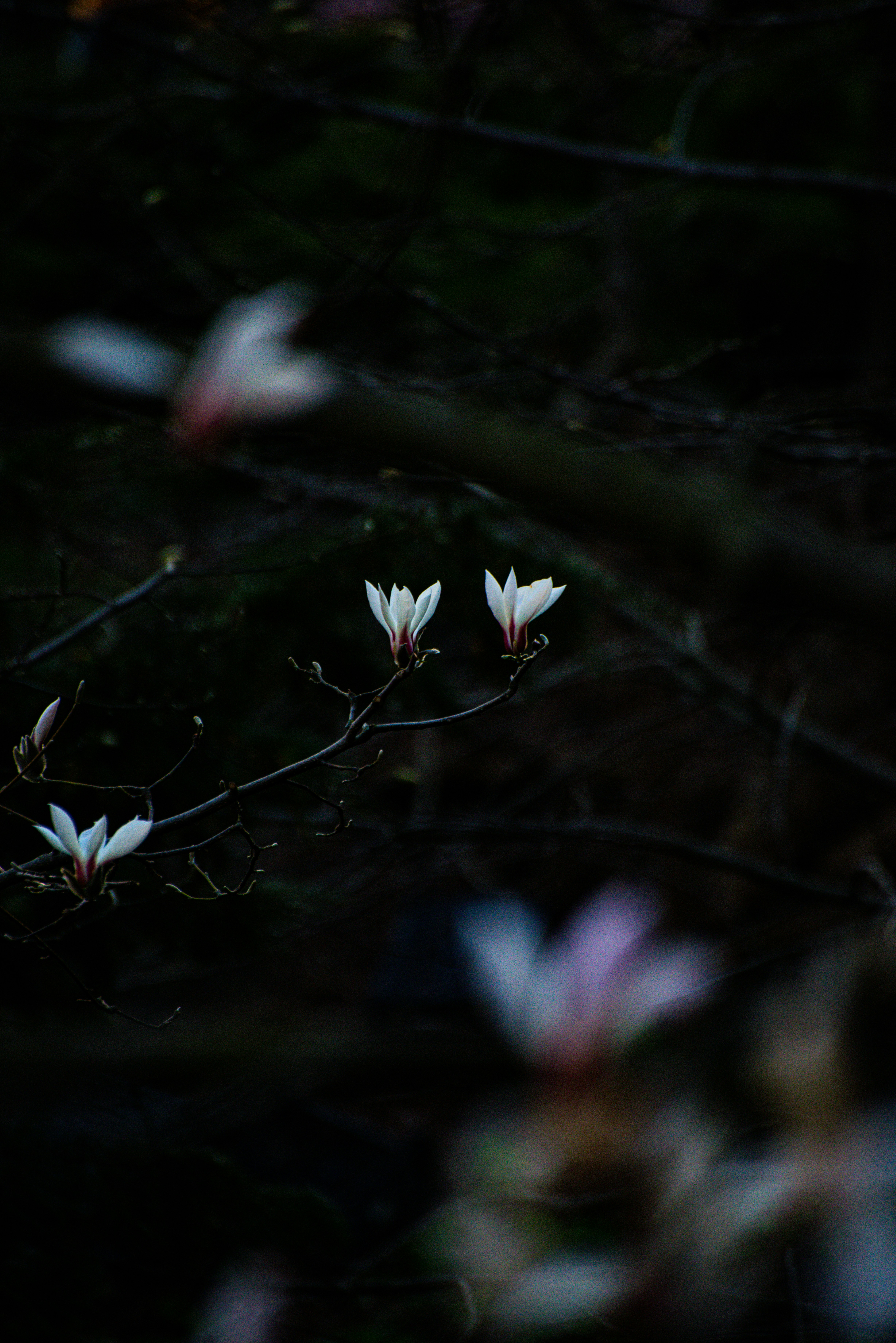 Choose from a curated selection of tree photos. Always free on Unsplash.