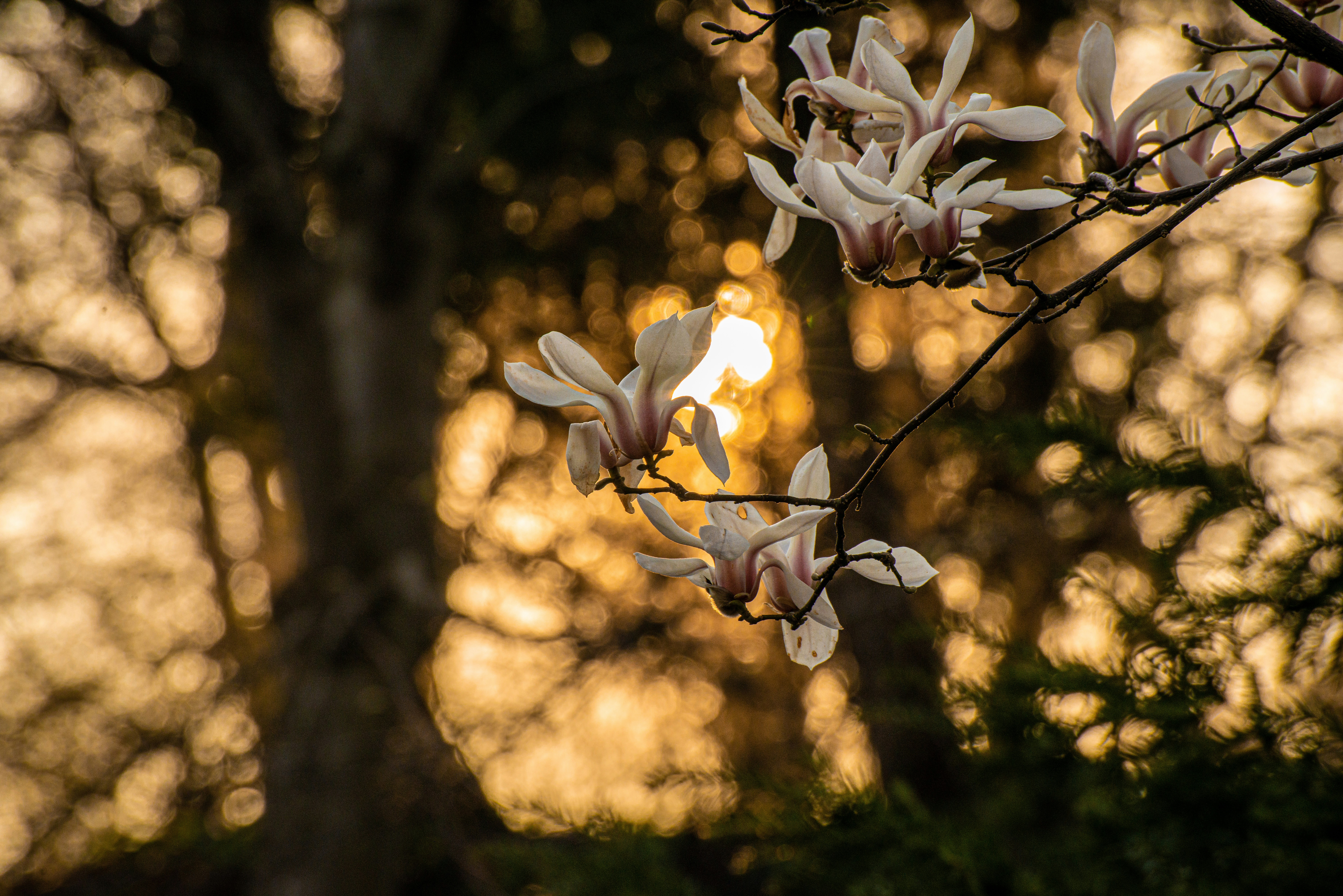 Choose from a curated selection of sunset photos. Always free on Unsplash.