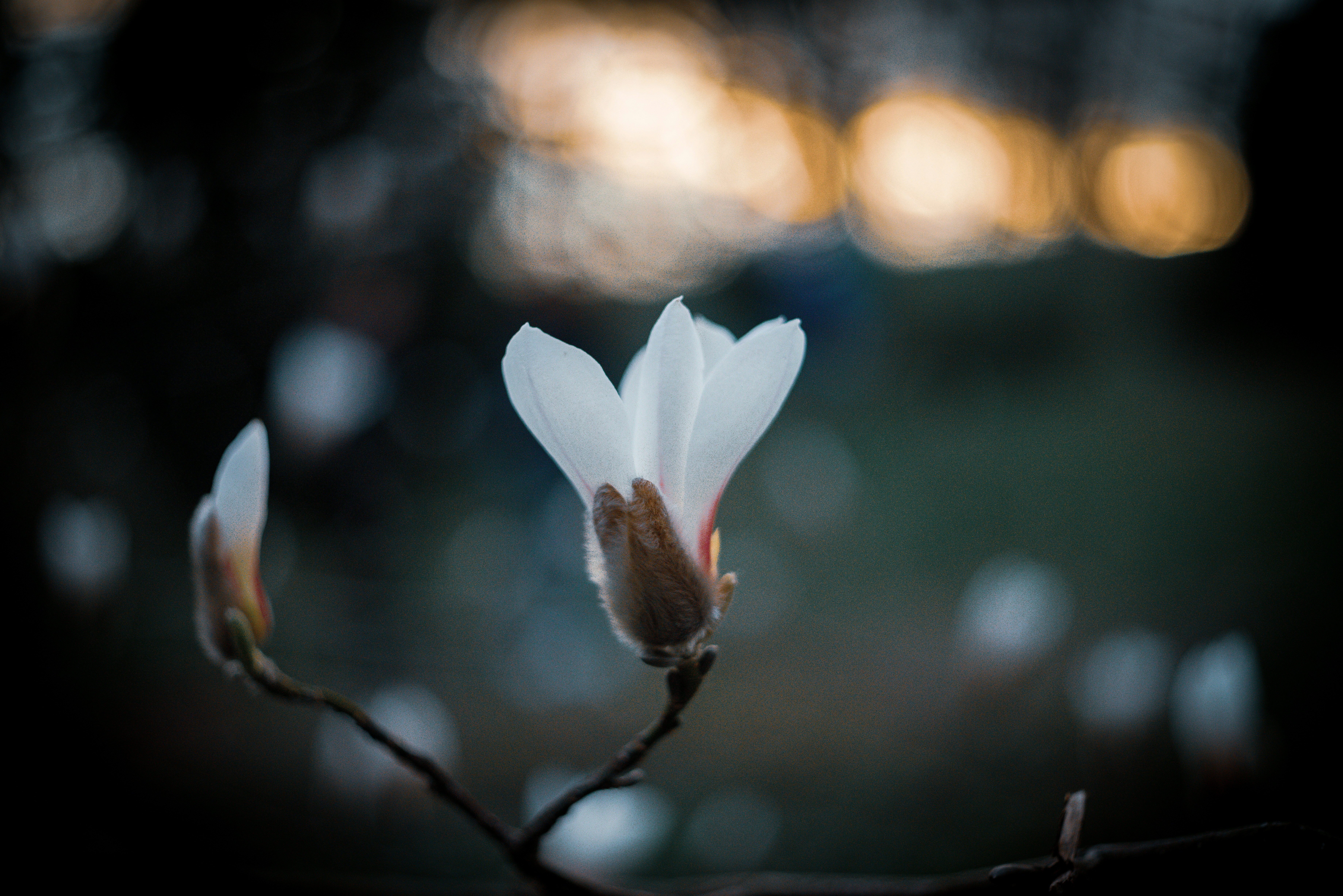 Choose from a curated selection of spring photos. Always free on Unsplash.