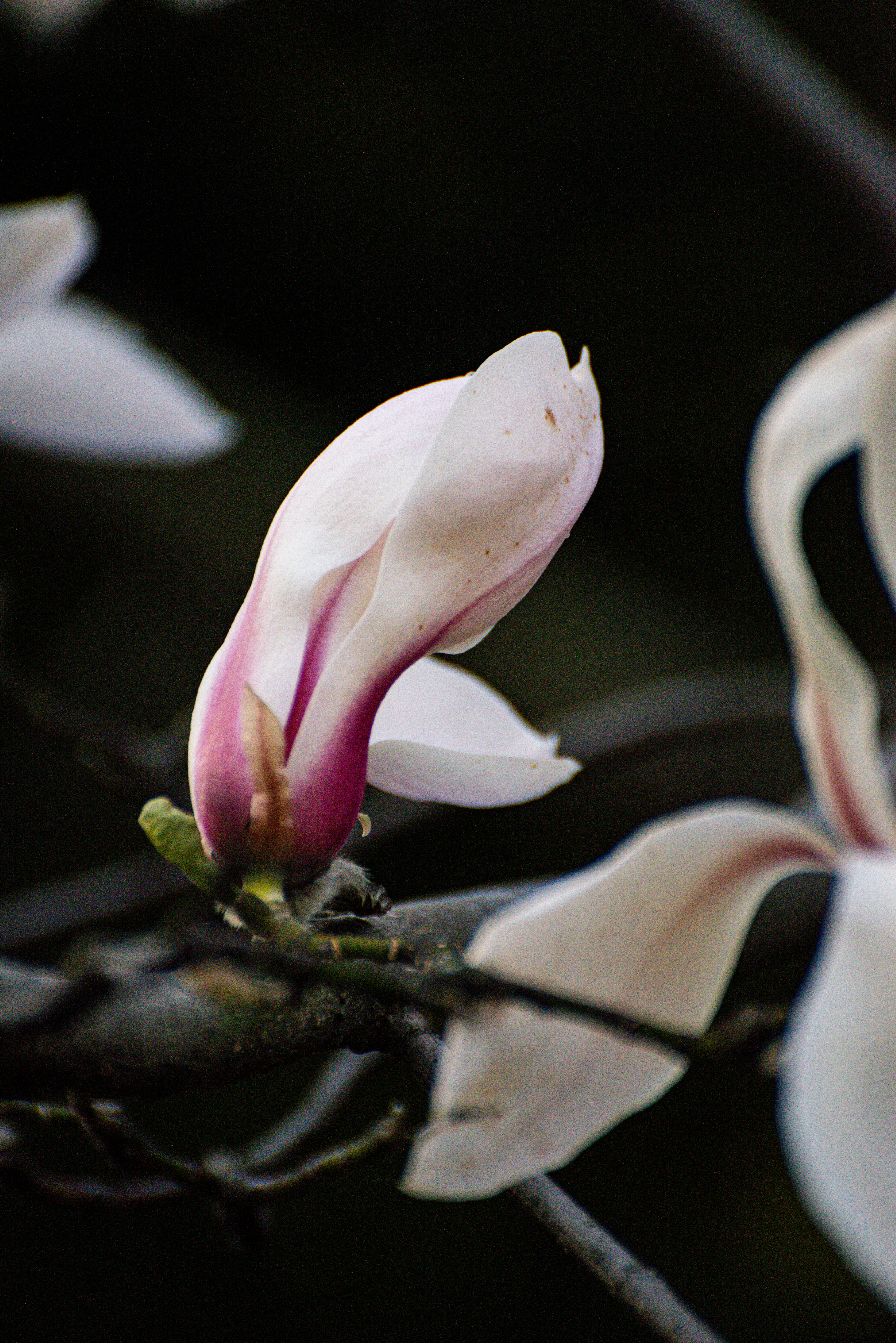 Choose from a curated selection of rose photos. Always free on Unsplash.