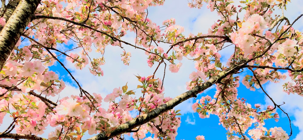 a tree with pink flowers and blue sky in the background