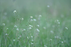 a close up of a bunch of flowers in a field