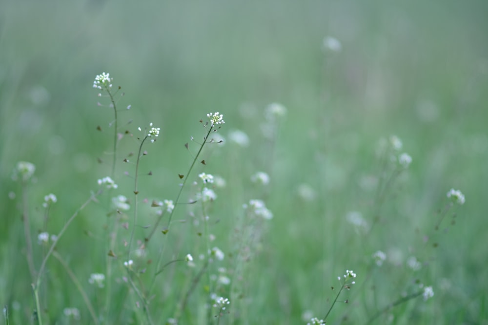 a close up of a bunch of flowers in a field