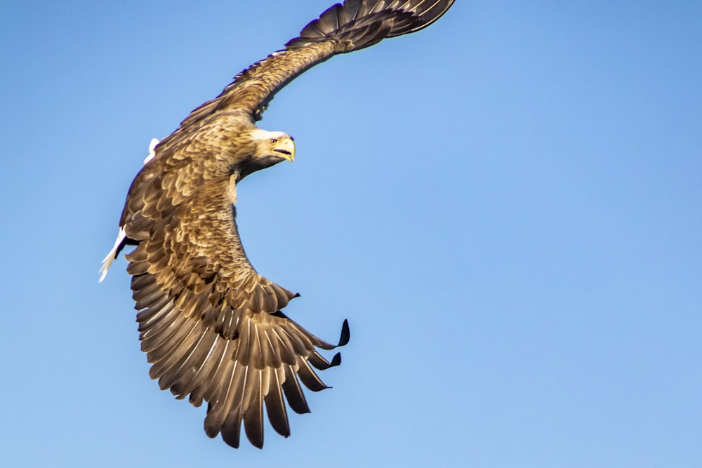 a large bird flying through a blue sky