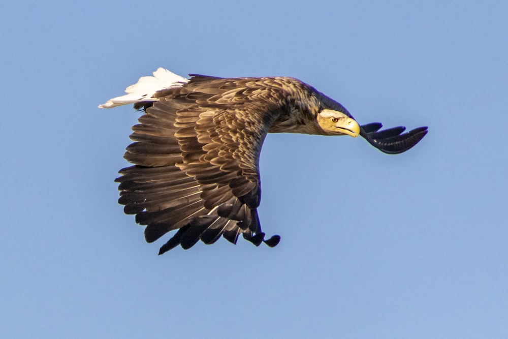 a large bird flying through a blue sky