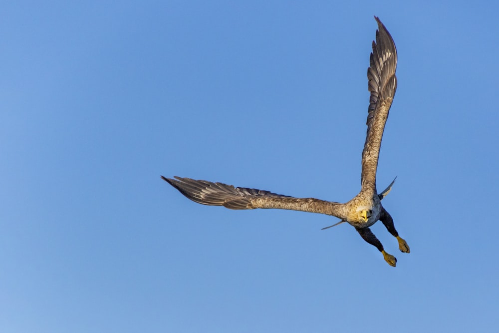 a large bird flying through a blue sky