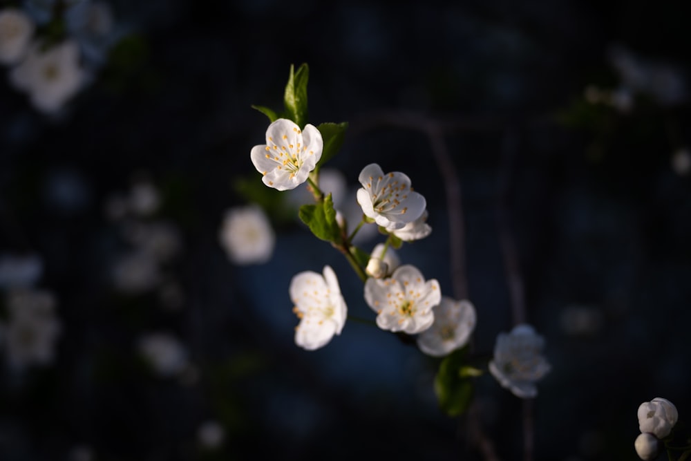 a close up of a branch with white flowers