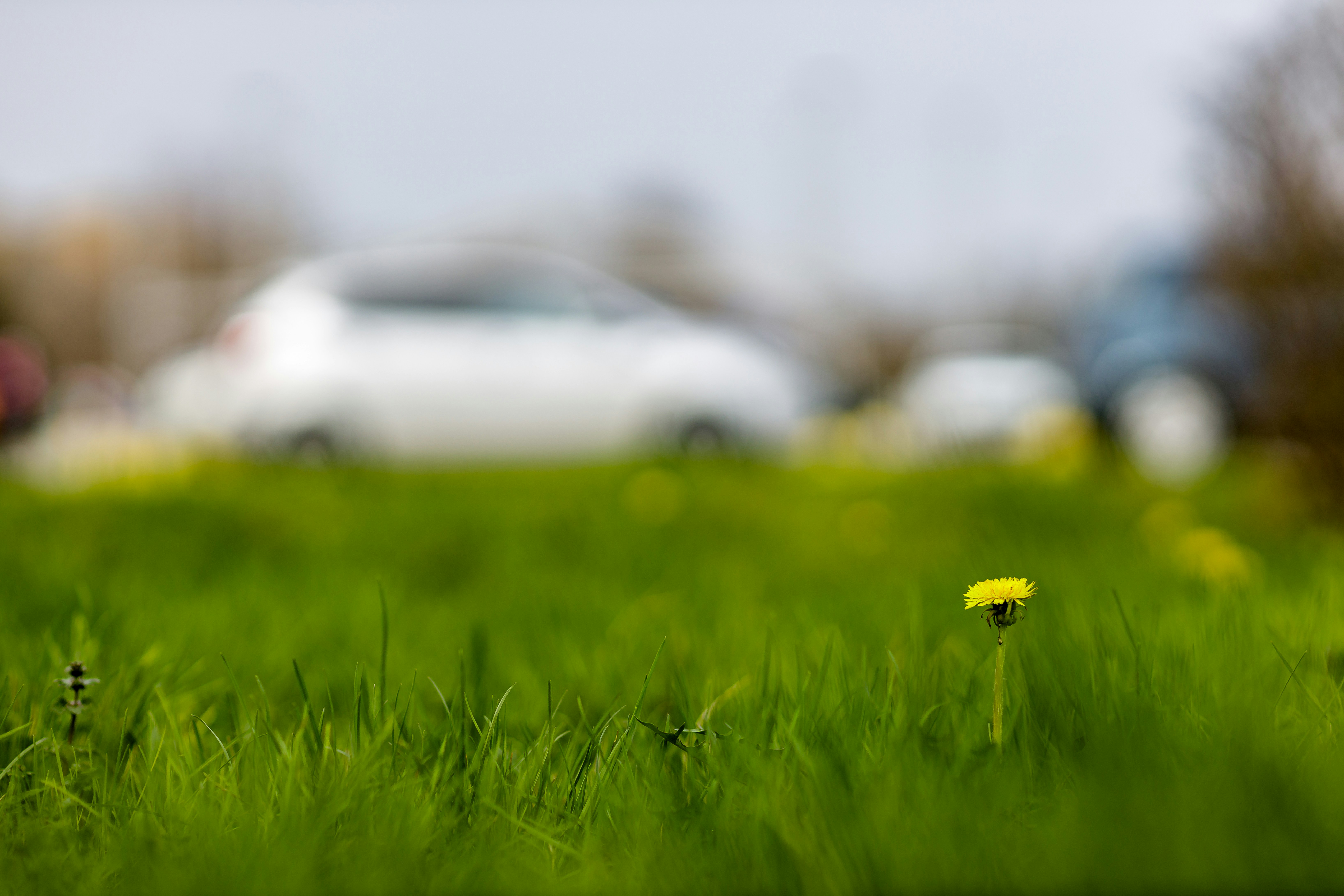 A small yellow flower sitting in the middle of a green field photo ...