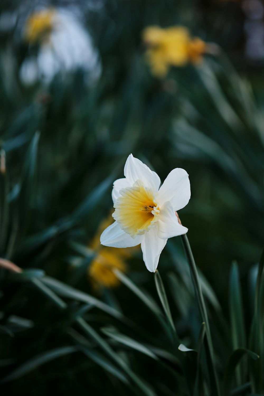 a white flower with a yellow center surrounded by green leaves