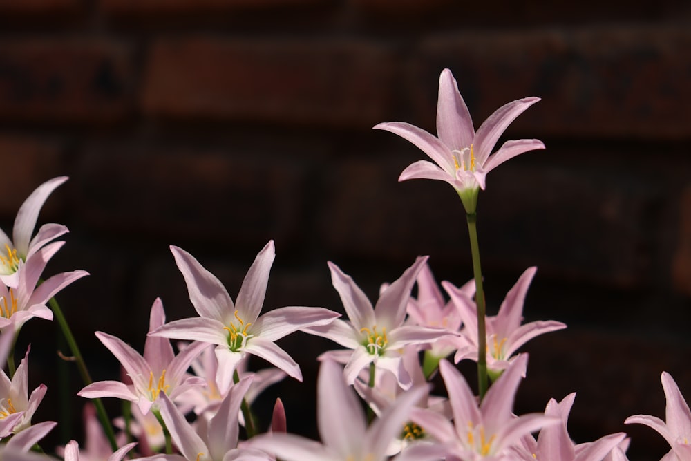 a bunch of pink flowers in front of a brick wall