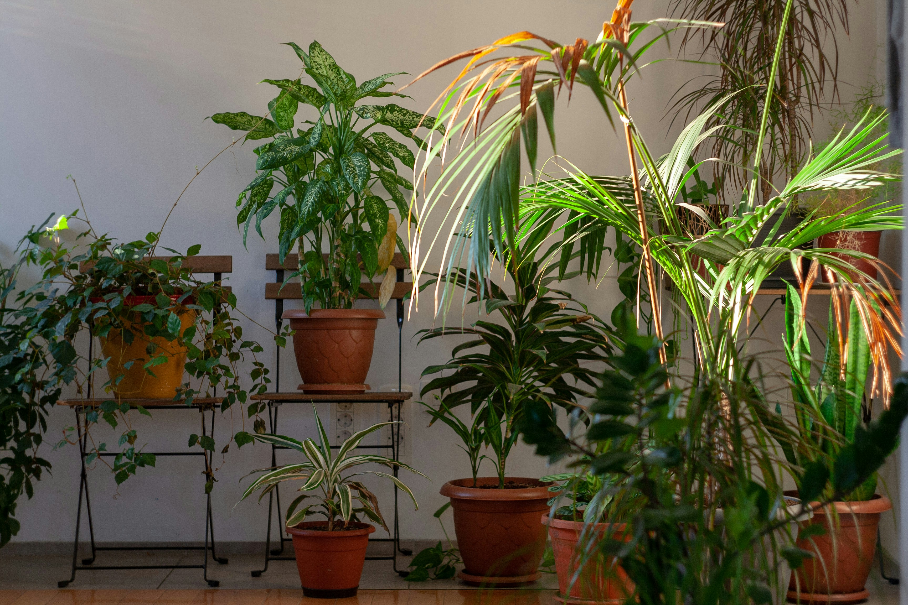 Plants in morning sunlight