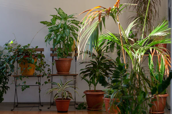 A collection of houseplants in terracotta pots arranged on shelves at home