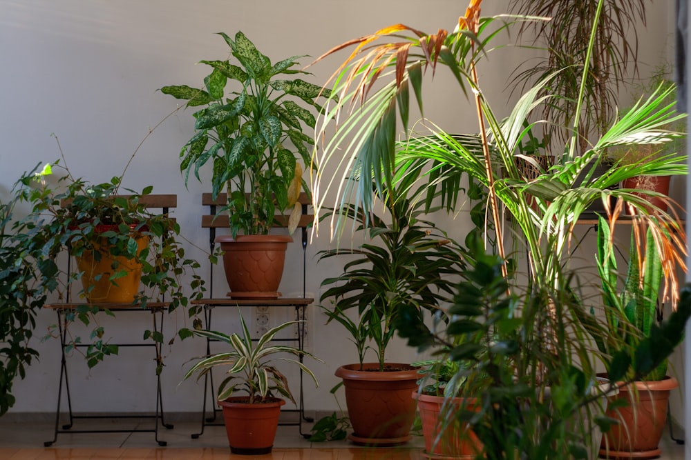 a bunch of plants that are on a shelf