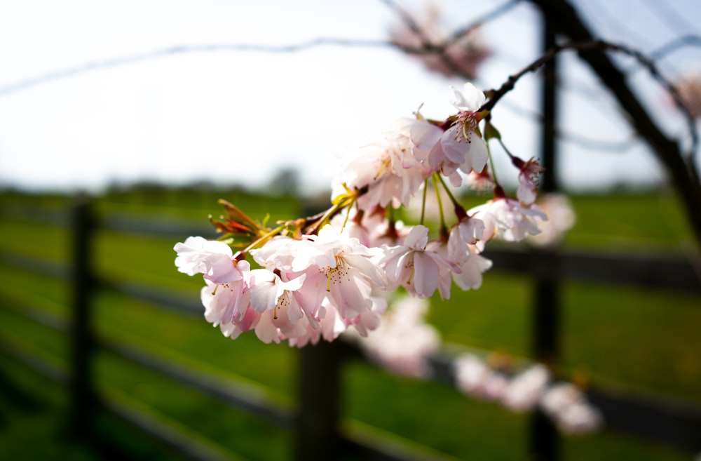 a close up of a flower on a tree near a fence