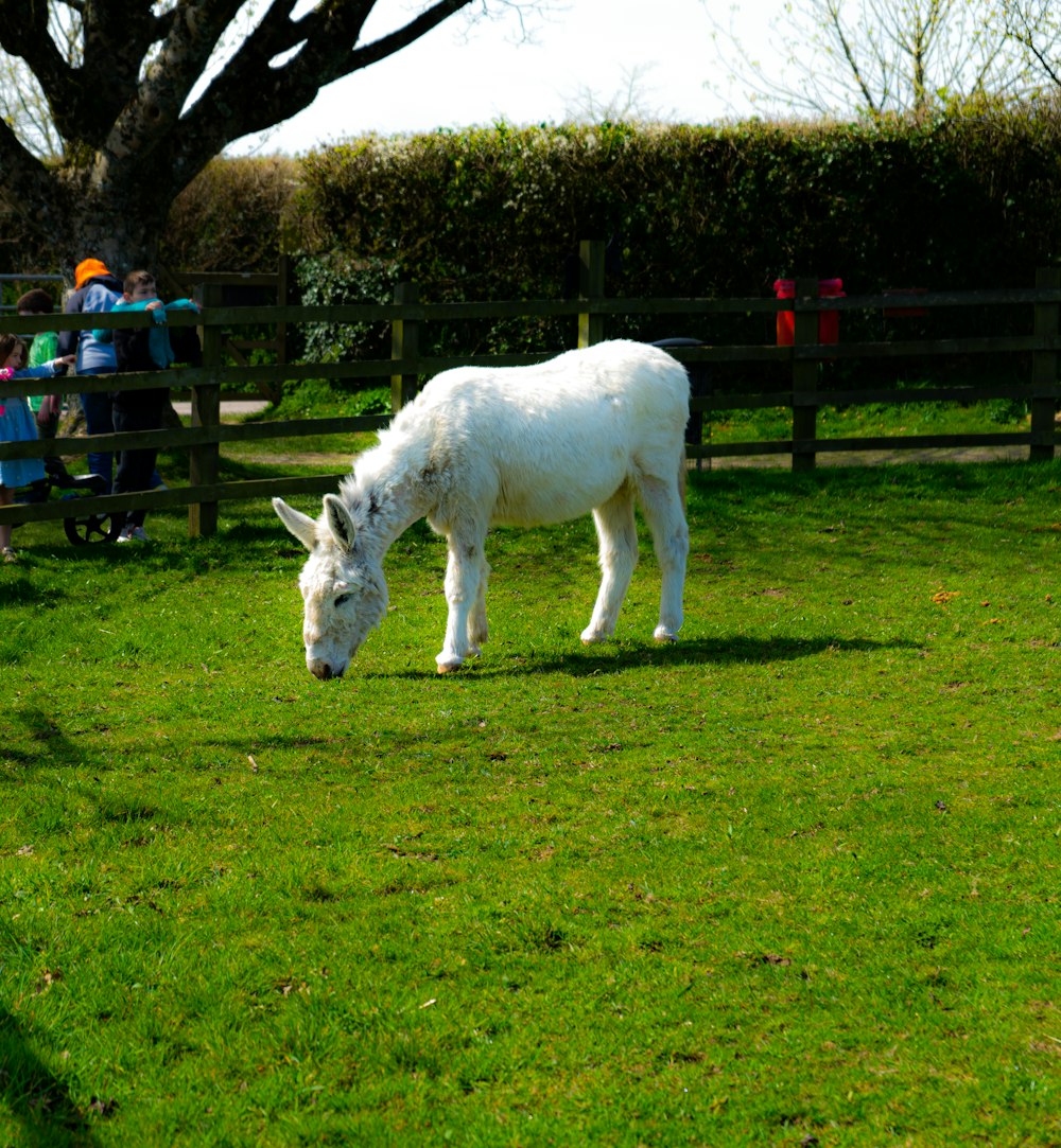 a white horse eating grass in a fenced in area