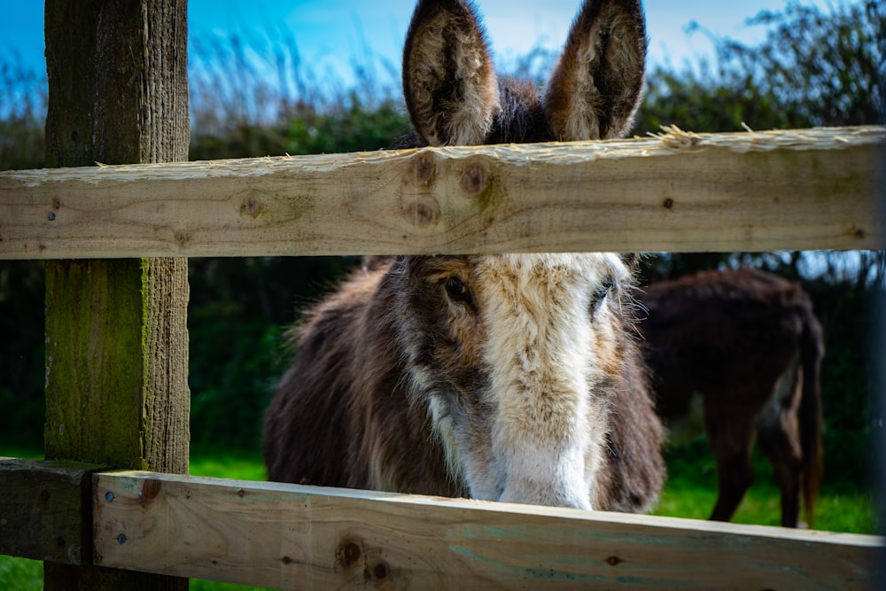 a brown and white donkey looking over a wooden fence