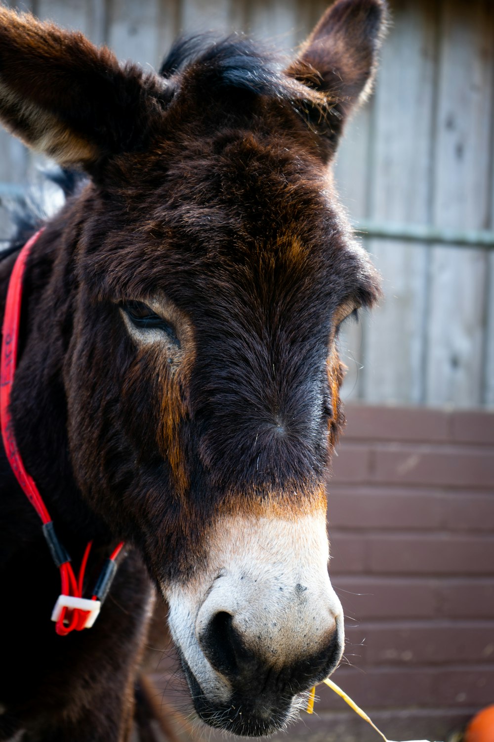 a close up of a donkey eating food