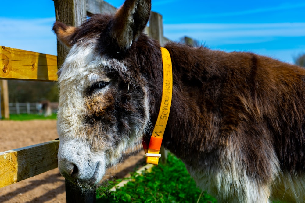 a close up of a donkey near a fence