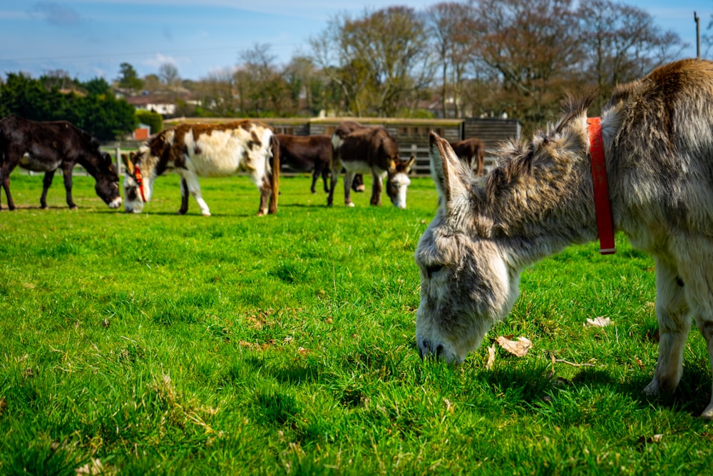 a herd of cattle grazing on a lush green field