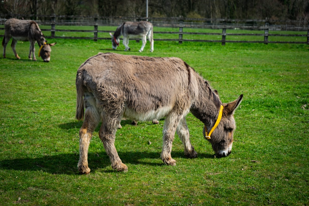 a donkey eating grass in a fenced in area