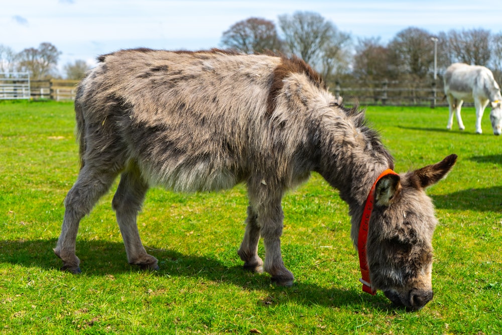 a donkey eating grass in a field with other horses