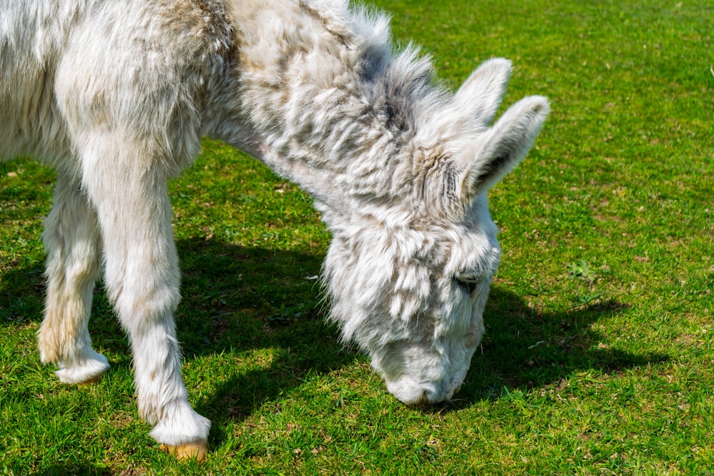 a close up of a horse grazing on grass