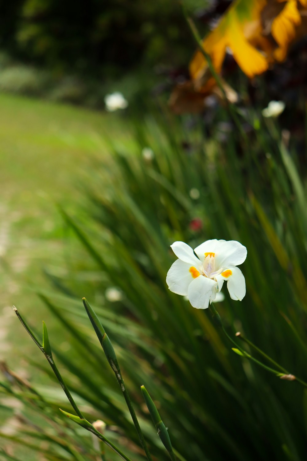 a single white flower in a grassy area
