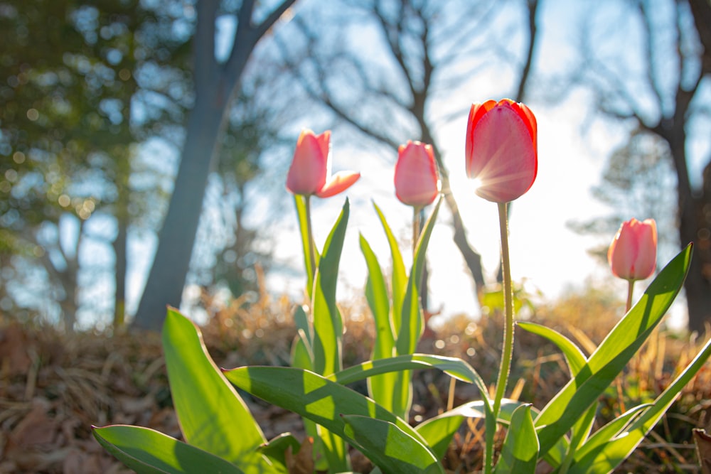 a group of pink tulips growing in a field