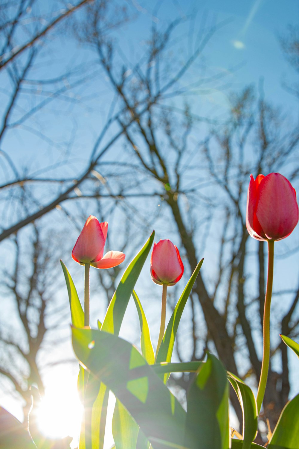 a group of pink tulips in front of a blue sky