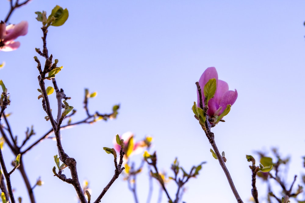 a close up of a flower on a tree