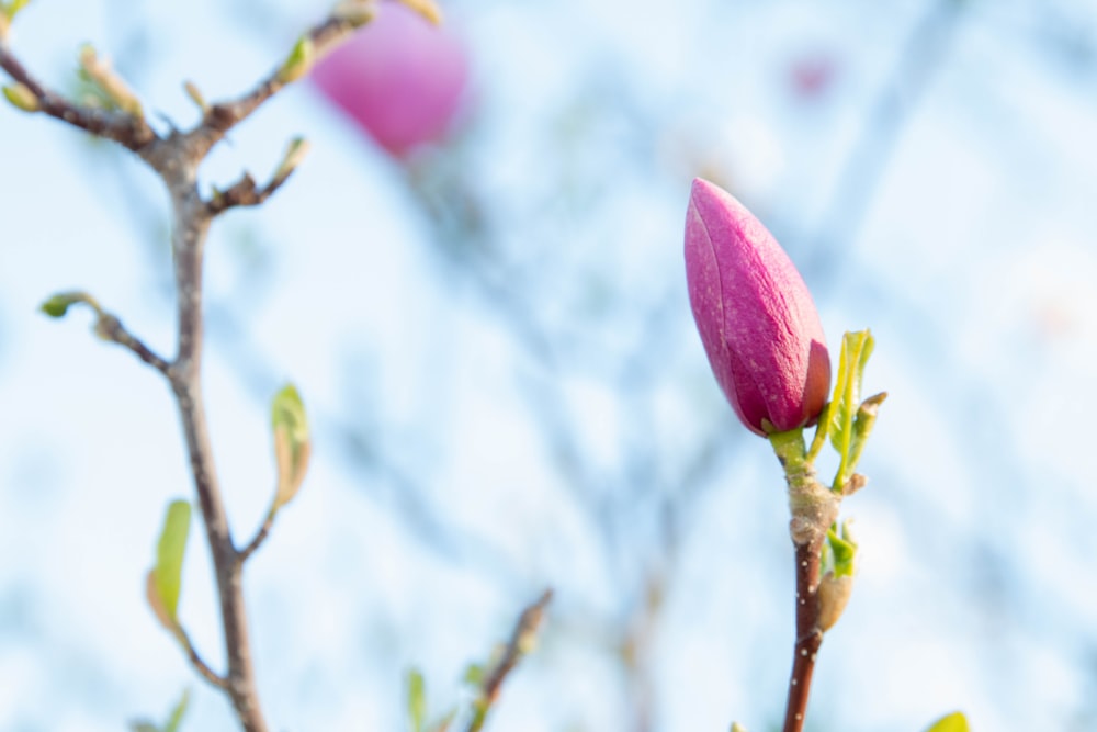a pink flower budding on a tree branch