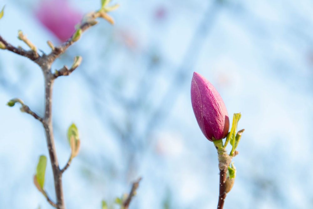 a pink flower bud on a tree branch