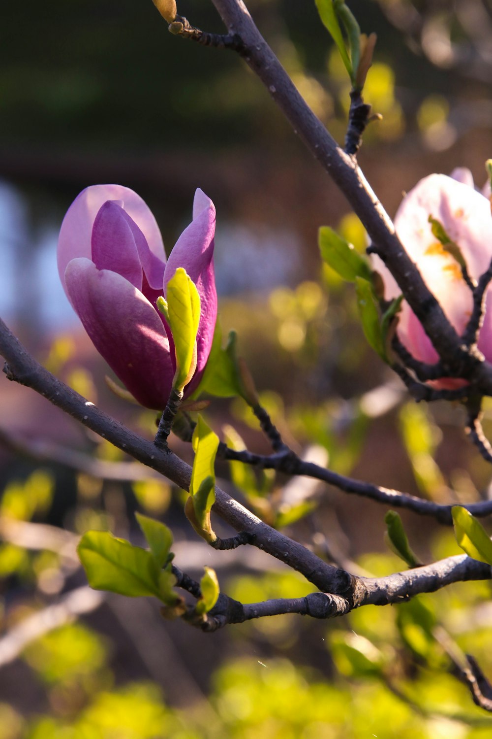 a pink flower is blooming on a tree branch