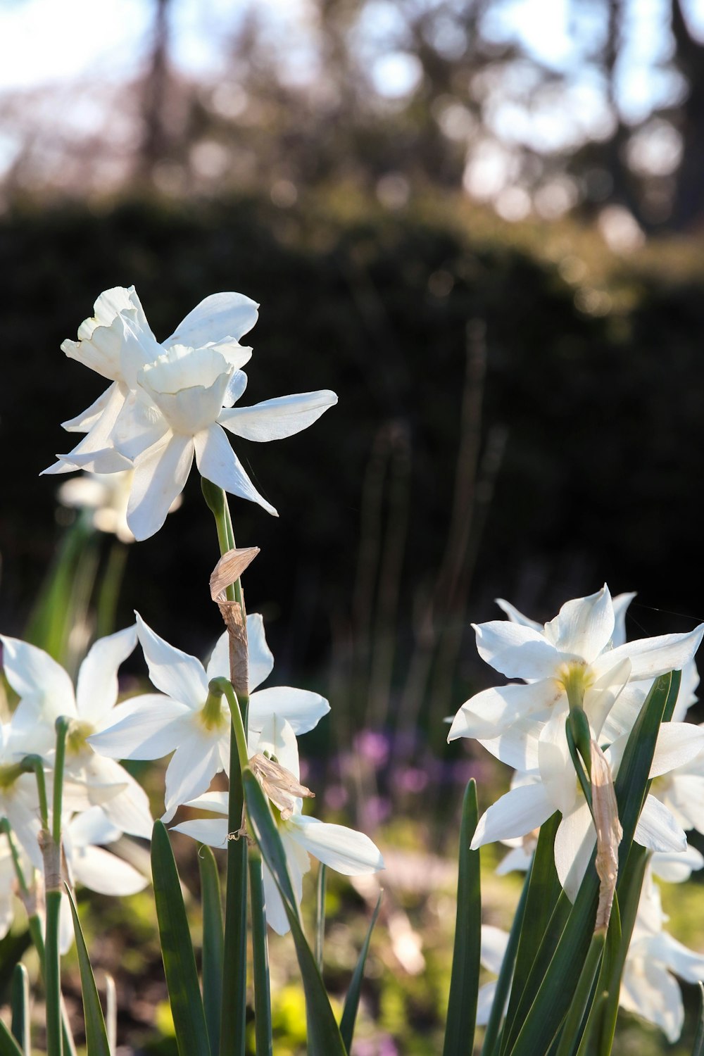a group of white flowers in a garden