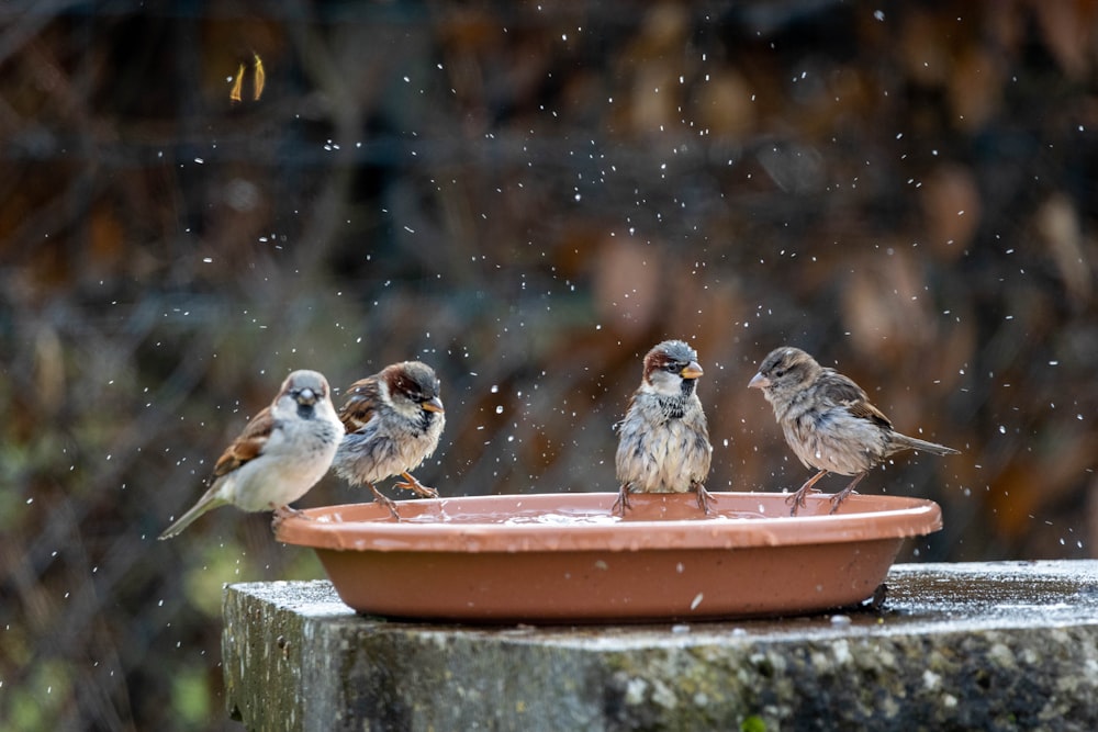 a group of birds sitting on top of a bowl
