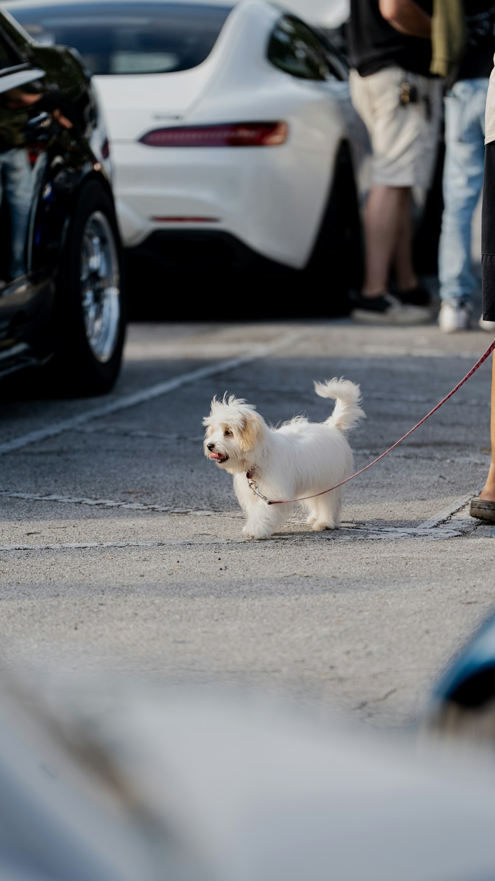 a small white dog walking on a leash