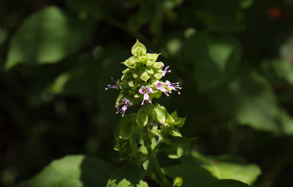 a close up of a flower with green leaves in the background