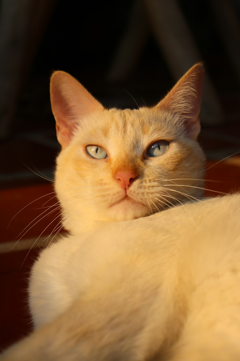 a close up of a cat with blue eyes