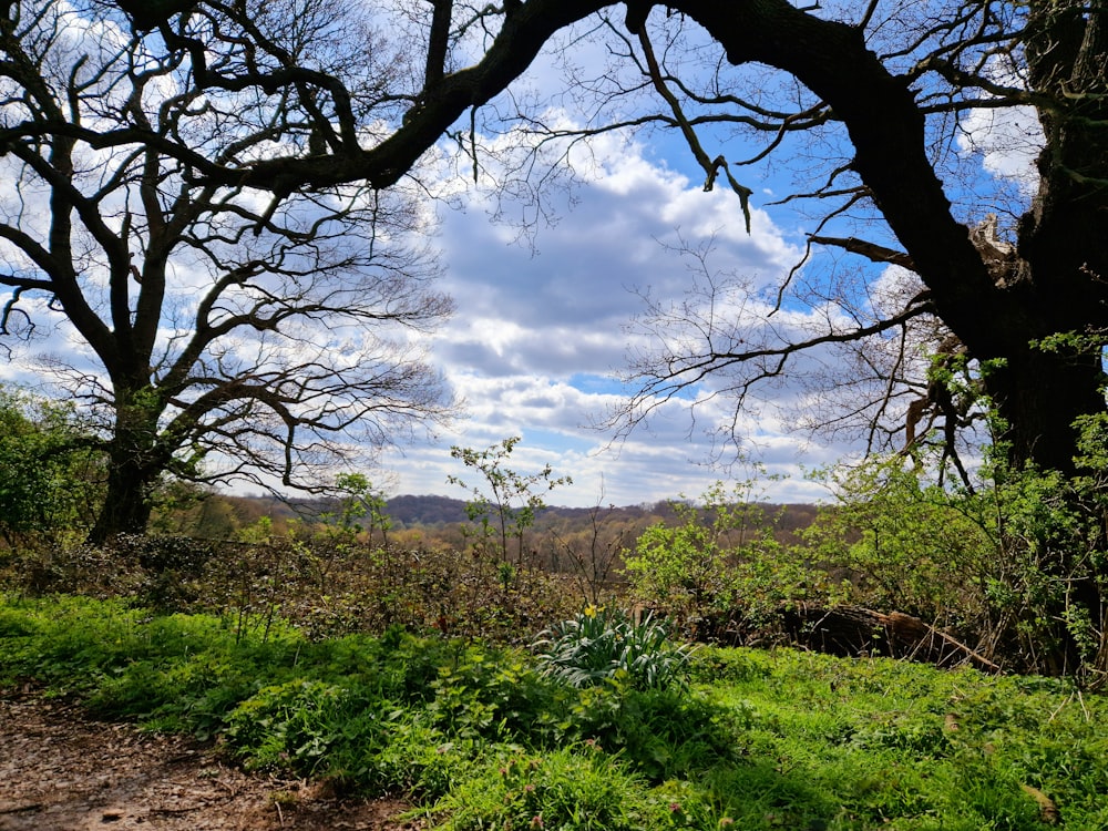 a view of a grassy area with trees and bushes