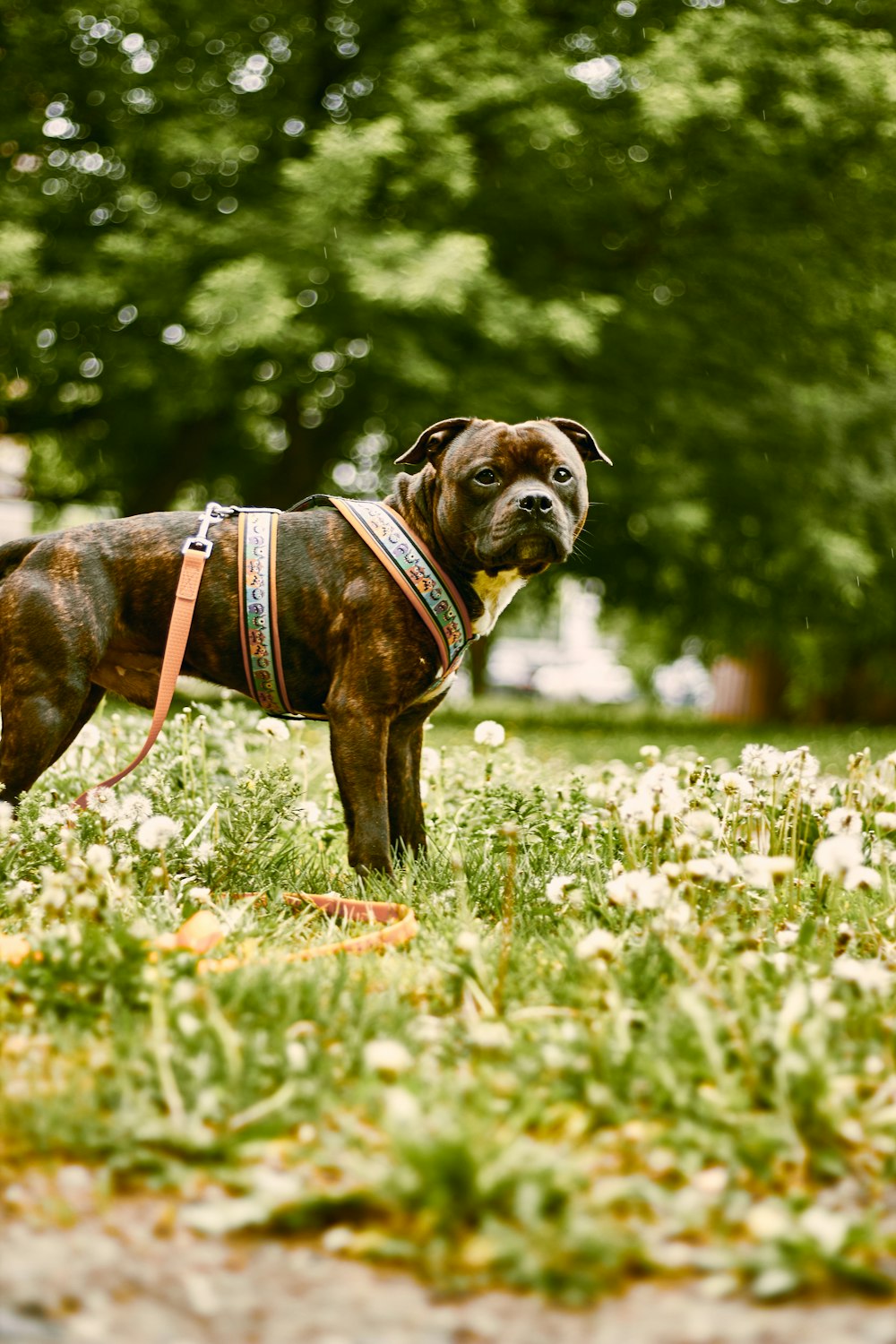 a dog standing in the grass with a harness on