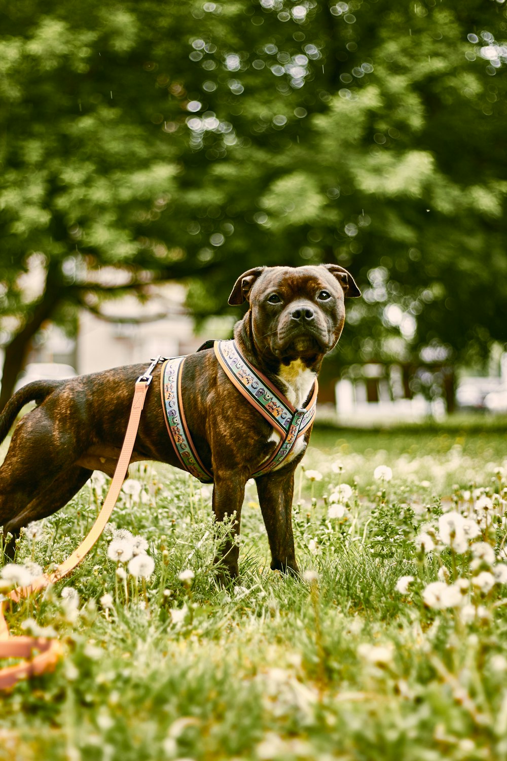 a dog wearing a harness standing in a field