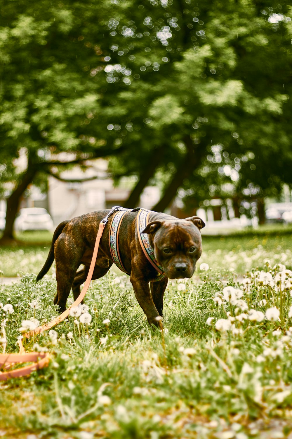 a dog is walking through a field of flowers