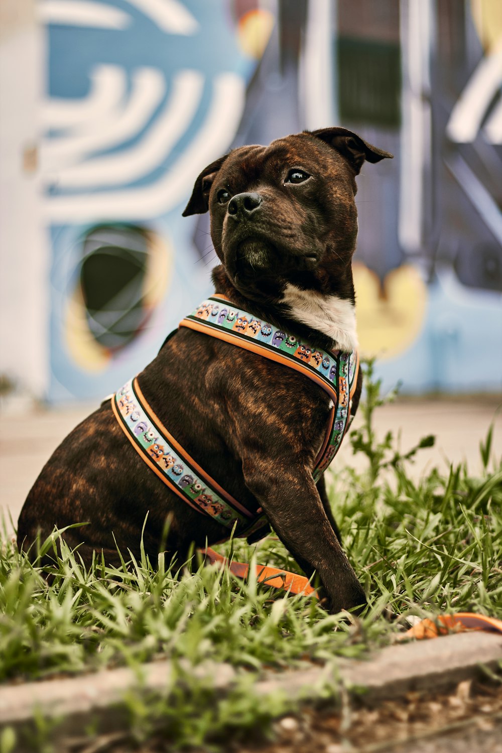 a brown and white dog sitting in the grass